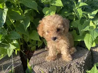 Buttons Boy, a male Poodle - Toy  for sale in Belton, MO – 2 of 3