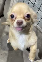 REDUCED: Precious TINY Girl, a female Chihuahua for sale in Belton, MO – 3 of 5