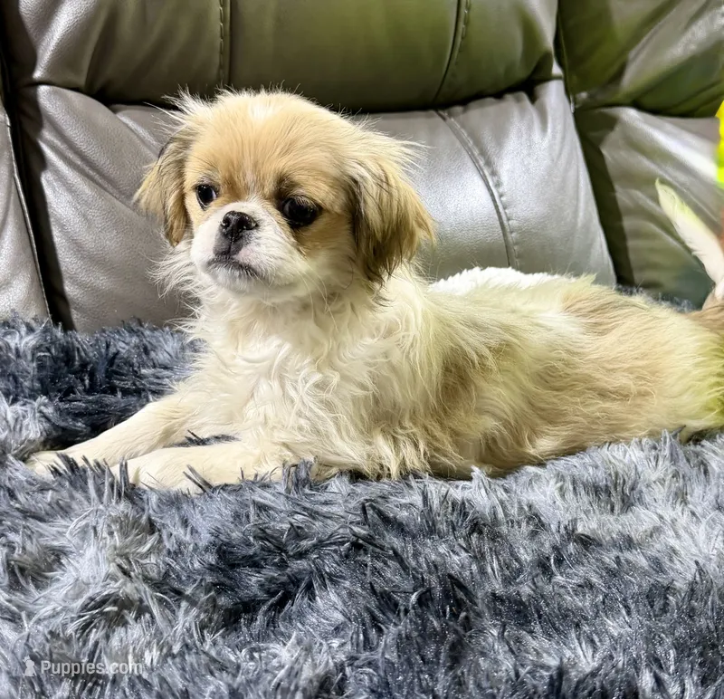 REDUCED:  Mimi's Boy 3 – Japanese Chin puppy on hold in Belton, MO
