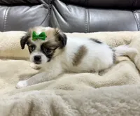 Pumpkin's Girl 2, a female Papillon for sale in Belton, MO – 2 of 2