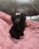 Latte's Girl Purple, a female Poodle - Toy  for sale in Belton, MO – 2 of 4