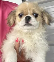 REDUCED:  Mimi's Boy 3, a male Japanese Chin for sale in Belton, MO – 2 of 5