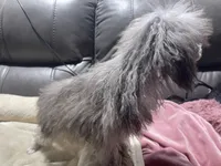 Chai's Beauty Boy, a male Poodle - Toy  for sale in Belton, MO – 4 of 10