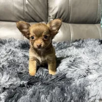 Precious Boy1, a male Chihuahua for sale in Belton, MO – 2 of 3