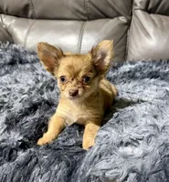 Precious Boy 2, a male Chihuahua for sale in Belton, MO – 3 of 3