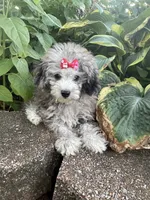 Chai's Girl, a female Poodle - Toy  for sale in Belton, MO – 2 of 6