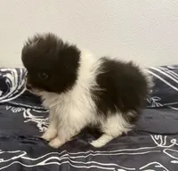 Bella's Tiny Girl, a female Pomeranian for sale in Belton, MO – Photo 2 of 2