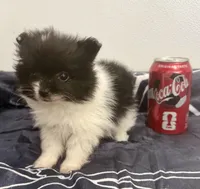 Bella's Tiny Girl, a female Pomeranian for sale in Belton, MO – Photo 1 of 2