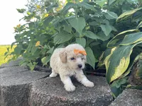 Patches Girl #2, a female Poodle - Toy  for sale in Belton, MO – 3 of 5