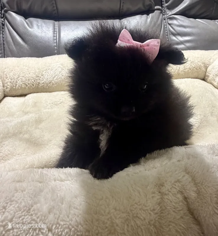 Bella's TINY Pink Girl – Pomeranian puppy for sale in Belton, MO