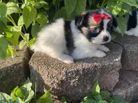 Skyla's Girl 1, a female Papillon for sale in Belton, MO – 4 of 4