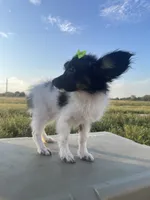 Skyla's AKC Girl 3, a female Papillon for sale in Belton, MO – 3 of 9