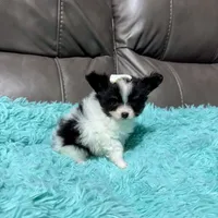 Cleo's Girl 2, a female Papillon for sale in Belton, MO – 2 of 2