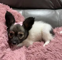 Miley's Girl, a female Papillon for sale in Belton, MO – 1 of 2