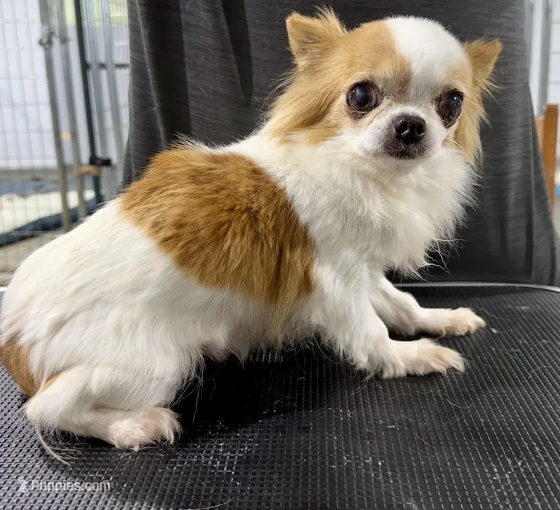 Pebbles, a female Chihuahua for sale in Belton, MO – Photo 1 of 1