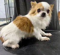 REDUCED:  Pebbles, a female Chihuahua for sale in Belton, MO – 1 of 1