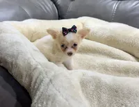 Neptune's White & Cream Girl, a female Chihuahua for sale in Belton, MO – 2 of 2
