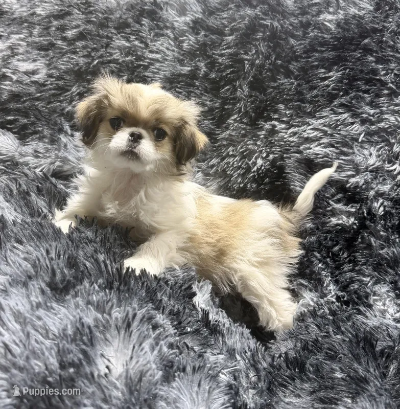 Mimi's Boy 3 – Japanese Chin puppy for sale in Belton, MO