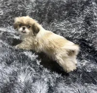 Mimi's Boy 3, a male Japanese Chin for sale in Belton, MO – Photo 2 of 2