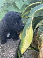 Patches Boy, a male Poodle - Toy  for sale in Belton, MO – 2 of 4
