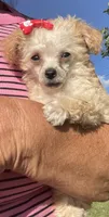 Buttons Girl, a female Poodle - Toy  for sale in Belton, MO – 3 of 5