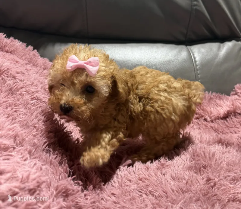 Tater's Girl – Poodle - Toy  puppy for sale in Belton, MO