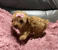 Tater's Girl, a female Poodle - Toy  for sale in Belton, MO – 1 of 2