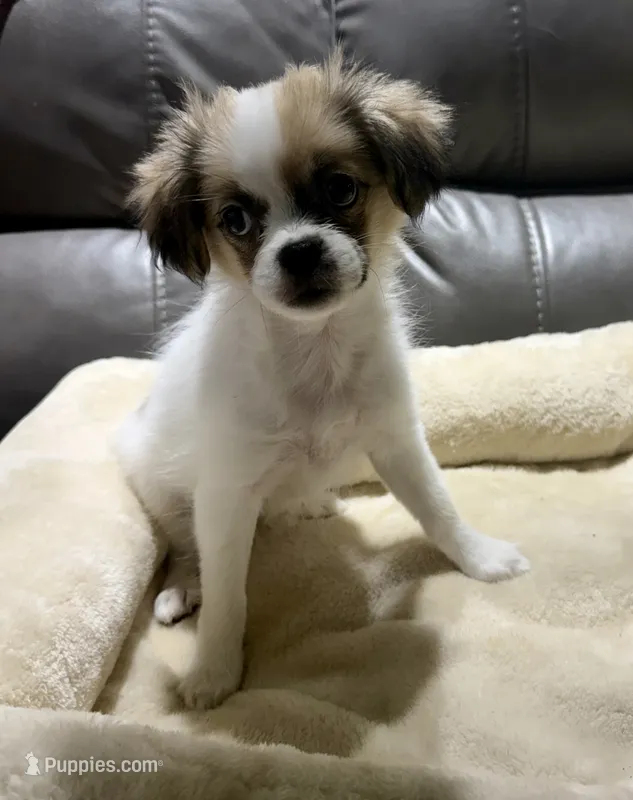 REDUCED:  Pumpkin's Girl 2 – Papillon puppy for sale in Belton, MO