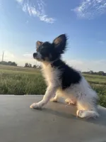 Skyla's AKC Boy 1, a male Papillon for sale in Belton, MO – 4 of 7