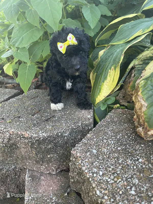 Patches Girl #3 – Poodle - Toy  puppy for sale in Belton, MO