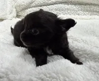 Yoda's TINY Girl, a female Chihuahua for sale in Belton, MO – 2 of 4