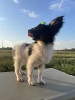 Skyla's AKC Girl 3, a female Papillon for sale in Belton, MO – 5 of 9