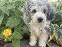 Chai's Beauty Boy, a male Poodle - Toy  for sale in Belton, MO – 6 of 10