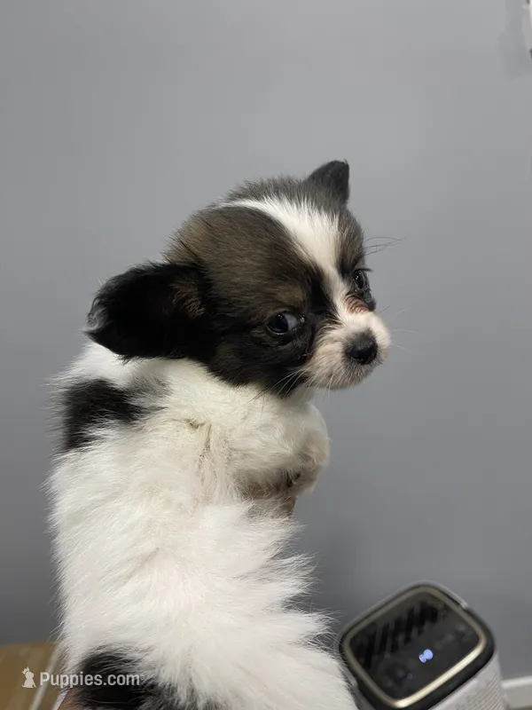 Kiley's Boy – Papillon puppy on hold in Belton, MO