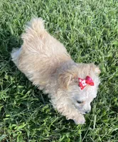 Buttons Girl, a female Poodle - Toy  for sale in Belton, MO – 2 of 5