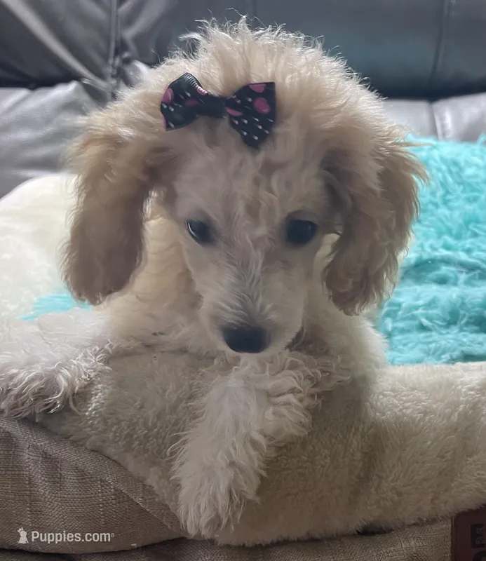 Patches Girl #2 – Poodle - Toy  puppy for sale in Belton, MO