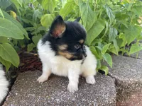 Skyla's Boy 1, a male Papillon for sale in Belton, MO – 3 of 3