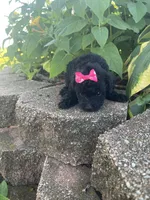 Patches SILVER Girl #1, a female Poodle - Toy  for sale in Belton, MO – 3 of 4