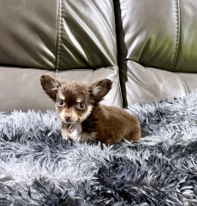 Winter's Boy 1 – Chihuahua puppy for sale in Belton, MO