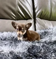 Winter's Boy 1, a male Chihuahua for sale in Belton, MO – 1 of 2
