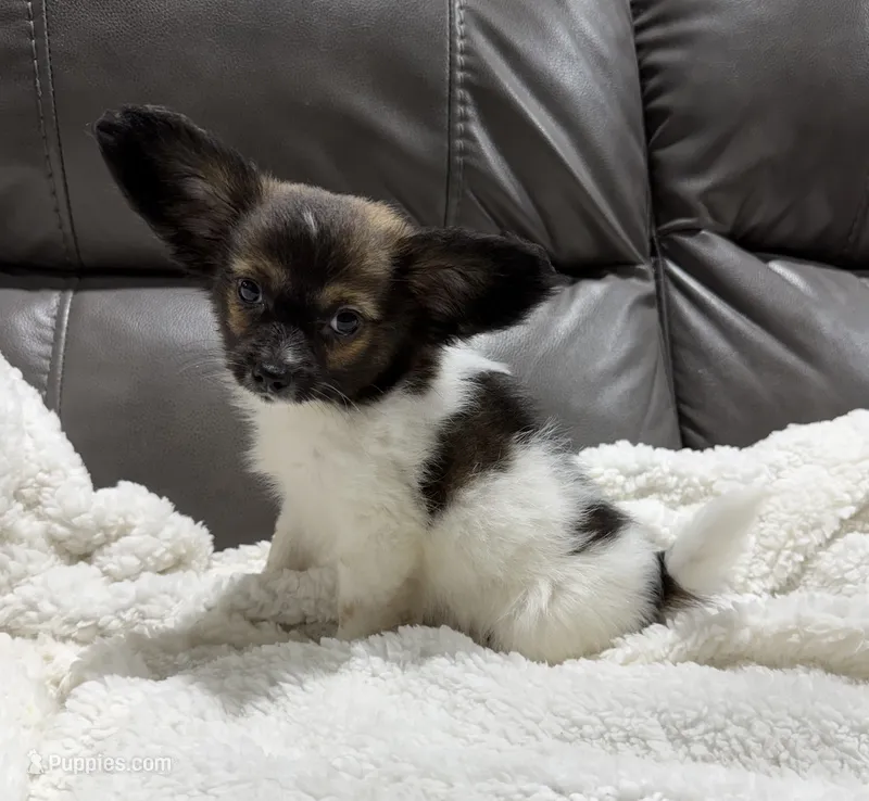 Miley's boy 2 – Papillon puppy for sale in Belton, MO