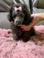 Latte's Silver Girl Pink, a female Poodle - Toy  for sale in Belton, MO – 1 of 4