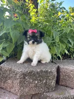 Skyla's Girl 2, a female Papillon for sale in Belton, MO – 3 of 4