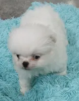 Minnies Boy, a male Japanese Chin and Pomeranian for sale in Belton, MO – 6 of 6