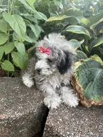 Chai's Girl, a female Poodle - Toy  for sale in Belton, MO – 4 of 6