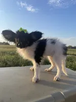 Skyla's AKC Girl 3, a female Papillon for sale in Belton, MO – 2 of 9