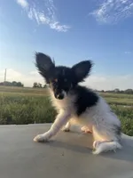Skyla's AKC Boy 1, a male Papillon for sale in Belton, MO – 2 of 7