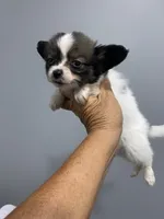 Kiley's Boy, a male Papillon for sale in Belton, MO – 2 of 4