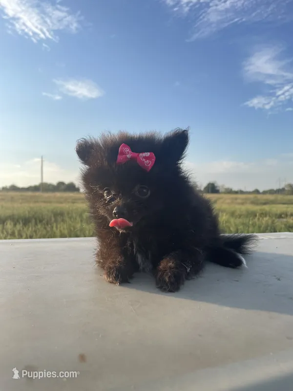 Bella's TINY Pink Girl – Pomeranian puppy for sale in Belton, MO