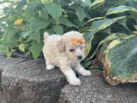 Patches Girl #2, a female Poodle - Toy  for sale in Belton, MO – 2 of 5
